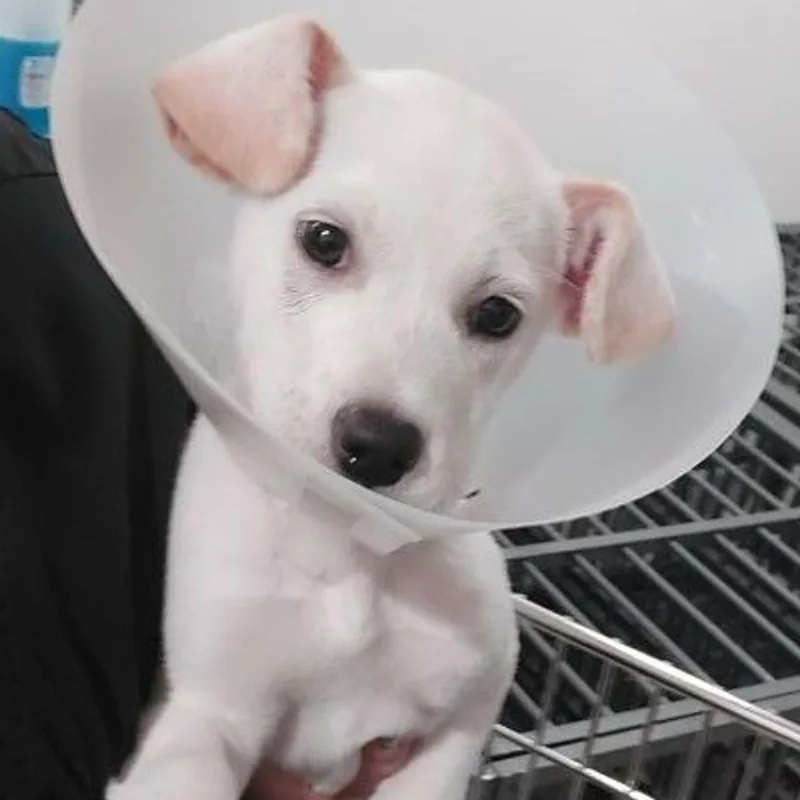 A young medium-sized male White / Cream Labrador Retriever dog named Loki for adoption in Lake Havasu City, AZ