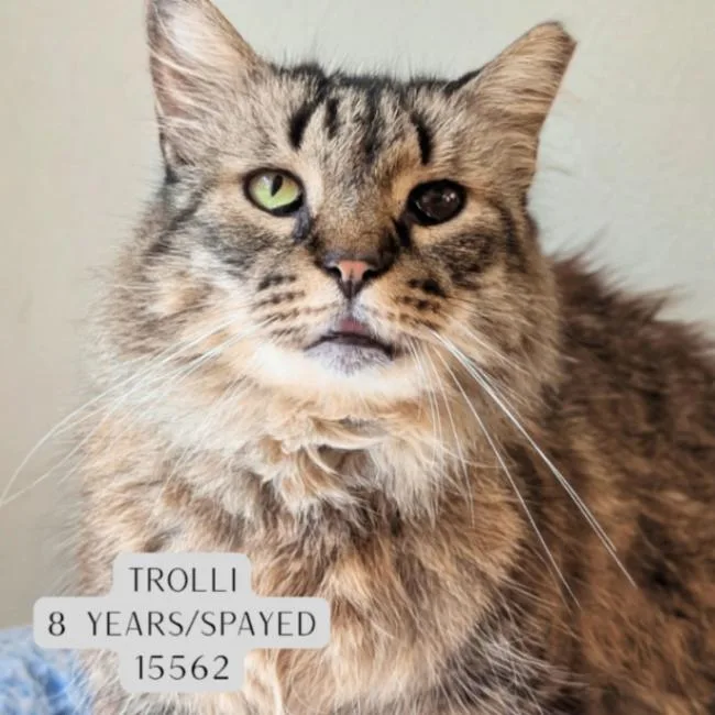 An adult medium-sized female Tabby (Brown / Chocolate) Domestic Medium Hair cat named Trolli for adoption in Supply, NC