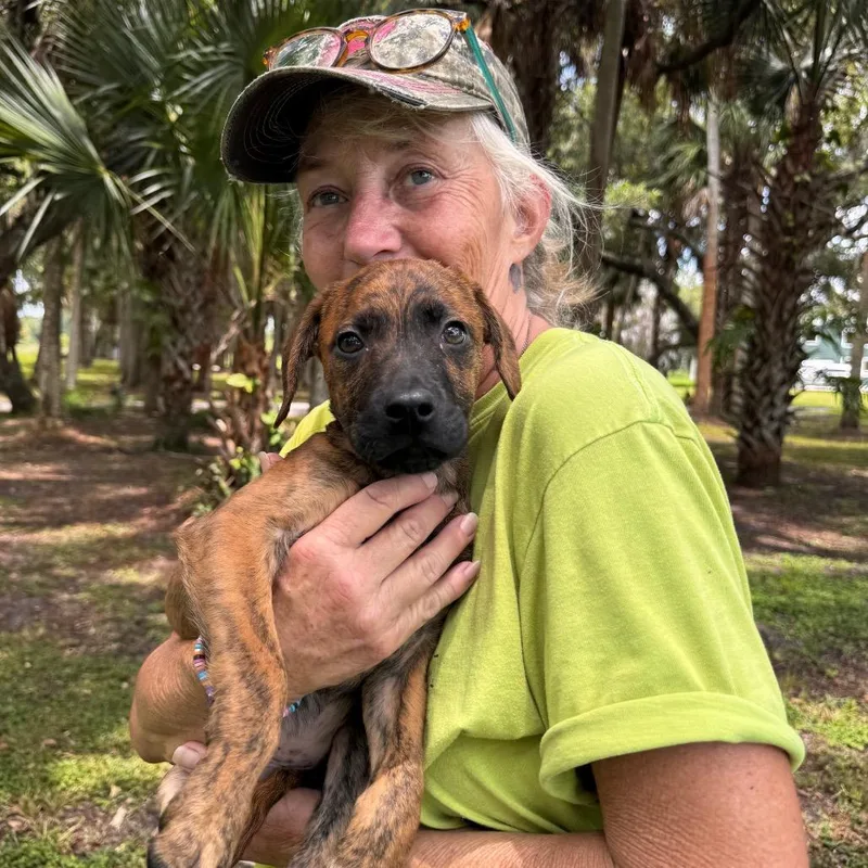 A baby small-sized male Brindle Hound dog named Sawyer for adoption in Indiantown, FL