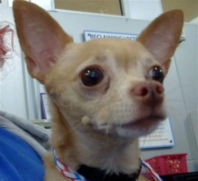 An adult small-sized male Mixed Breed dog named Chico for adoption in Dallas, TX