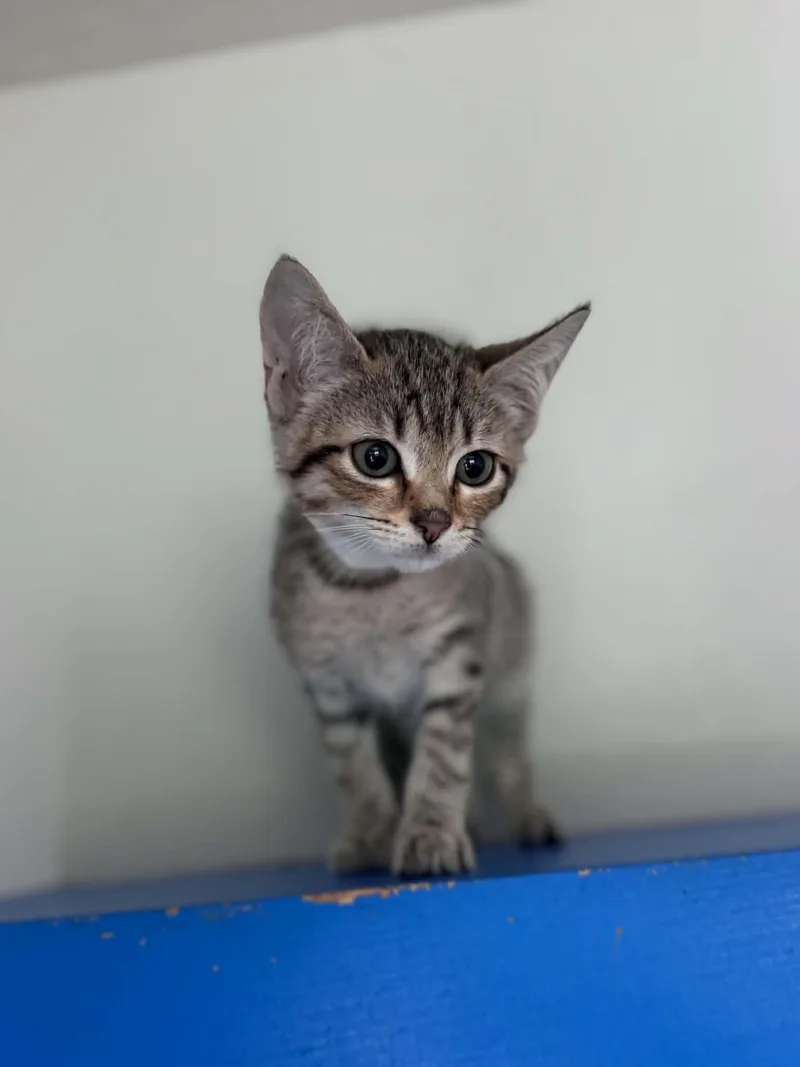 A baby small-sized female Tabby (Buff / Tan / Fawn) Domestic Short Hair cat named Olivia for adoption in Myakka City, FL