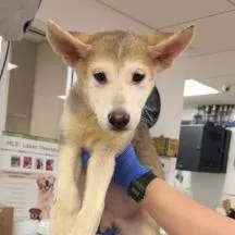 A baby small-sized male Brown / Chocolate Husky dog named Olly A for adoption in Middletown, NY