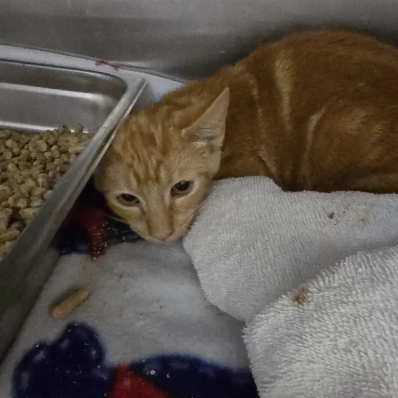 A baby small-sized female Orange / Red Domestic Short Hair cat named Dieter for adoption in Yanceyville, NC