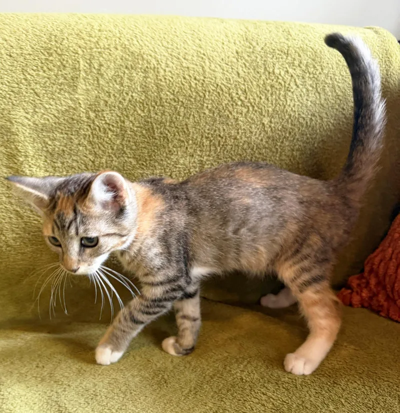 A baby medium-sized female Tabby (Gray / Blue / Silver) Domestic Short Hair cat named Mango for adoption in Mount Prospect, IL