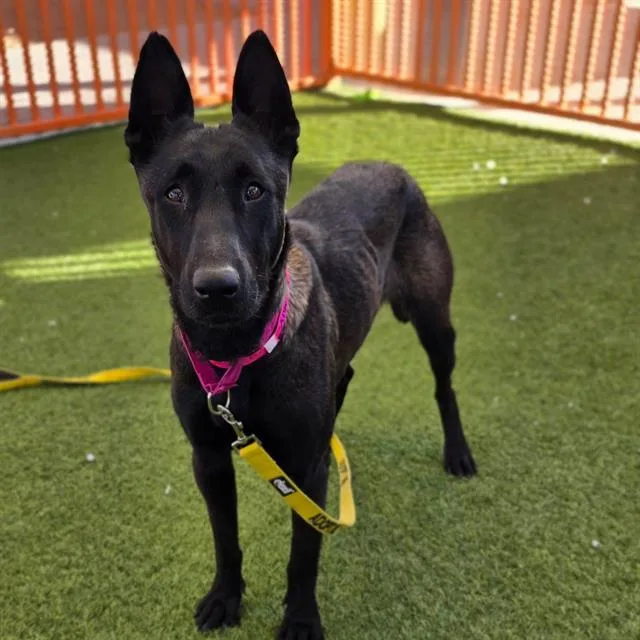 An adult large-sized female Belgian Shepherd / Malinois dog named Lady for adoption in Las Vegas, NV