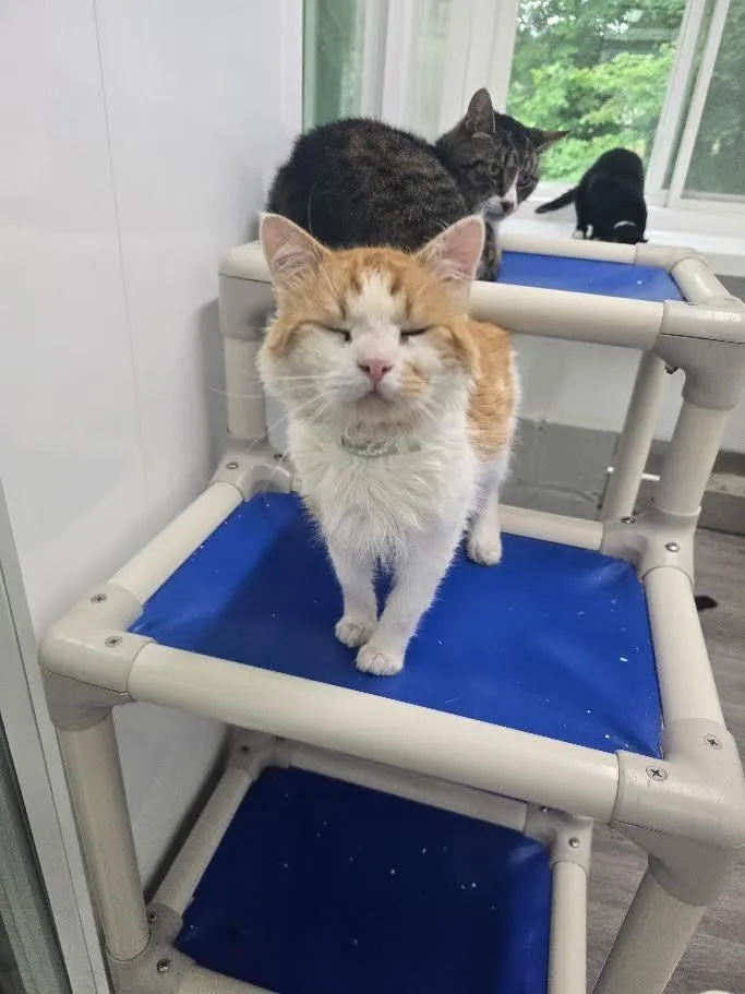 An adult large-sized male Domestic Medium Hair cat named Harold for adoption in Glenfield, NY