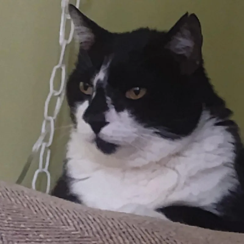A senior extra large-sized male Black Domestic Short Hair cat named Snickers for adoption in Port Charlotte, FL
