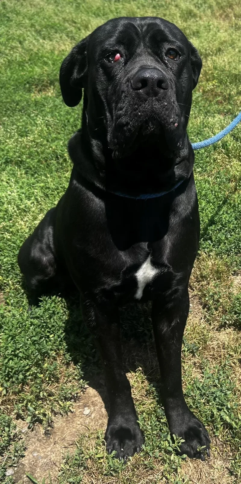 An adult extra large-sized female Cane Corso dog named Esmeray for adoption in Pryor, OK
