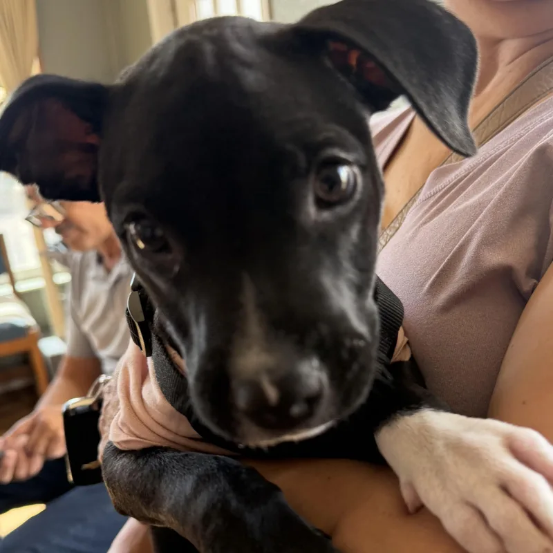A baby small-sized female Pit Bull Terrier dog named Olivia for adoption in Deming, NM