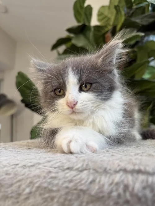 A baby medium-sized male Gray & White Domestic Long Hair cat named Potter for adoption in San Jose, CA