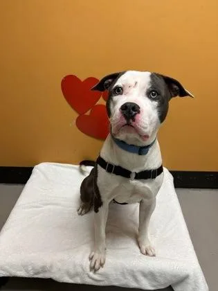 A young large-sized male White / Cream Pit Bull Terrier dog named Blue for adoption in Bellingham, WA