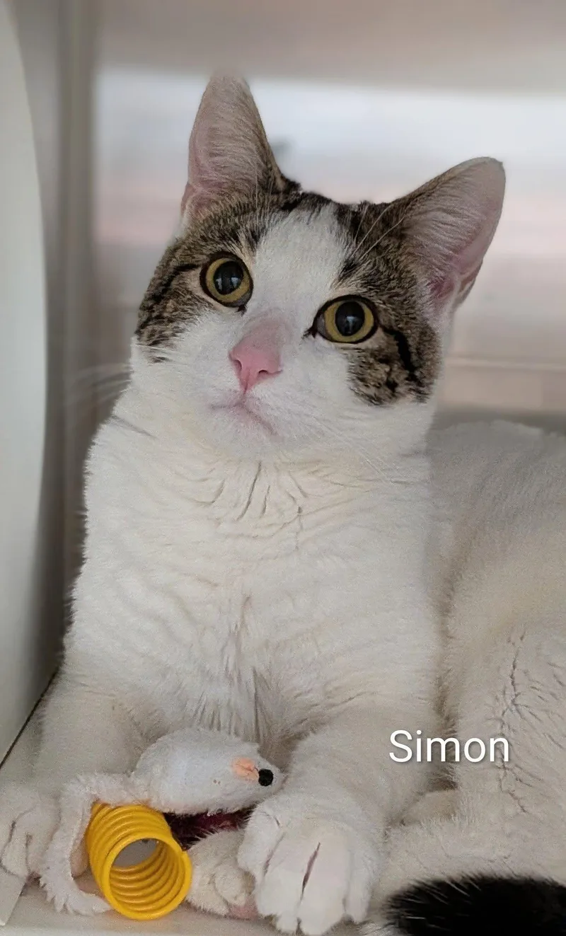 An adult large-sized male White Domestic Short Hair cat named Simon for adoption in Flint, MI
