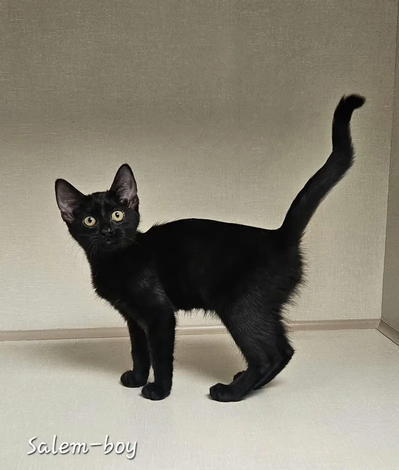 A baby medium-sized male Black Domestic Short Hair cat named Salem for adoption in Wapakoneta, OH