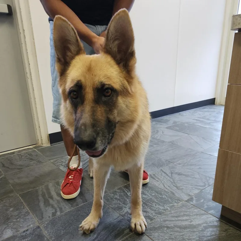 An adult medium-sized female Brown / Chocolate German Shepherd Dog dog named Lulu for adoption in Clearwater, FL
