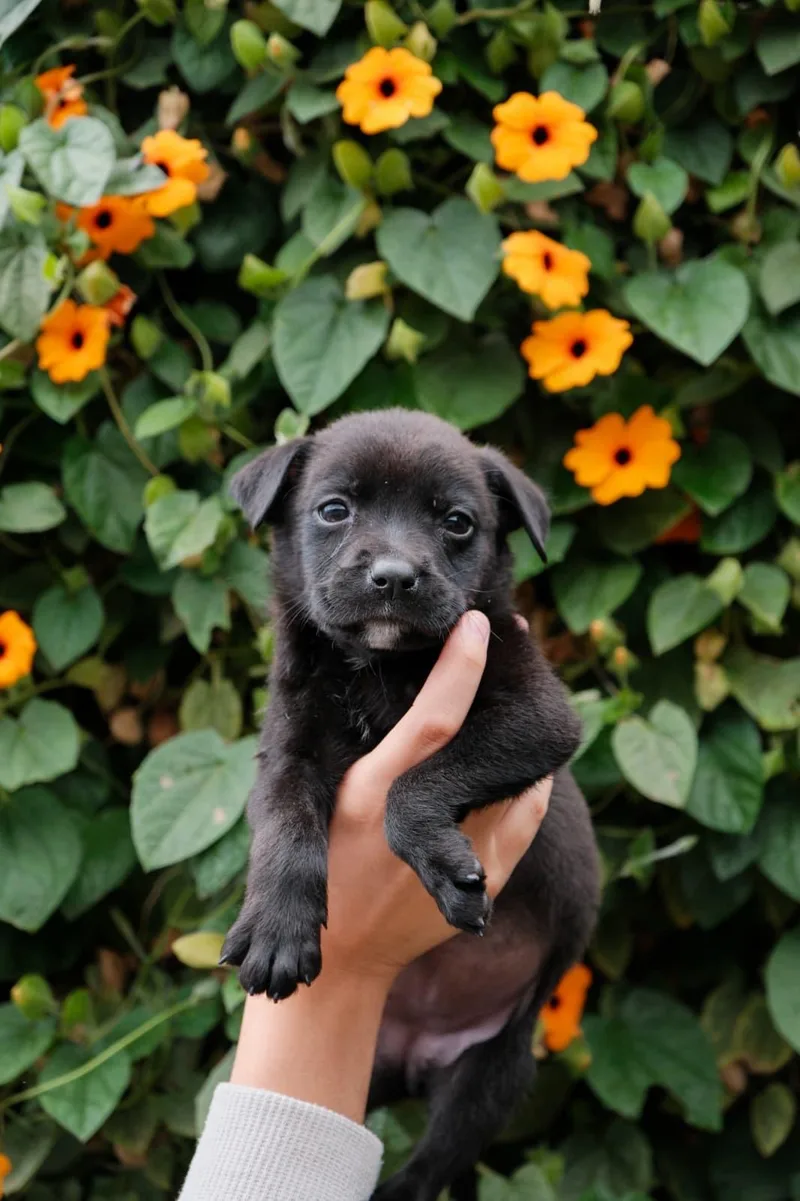 A baby medium-sized female Labrador Retriever dog named Brie for adoption in San Diego, CA