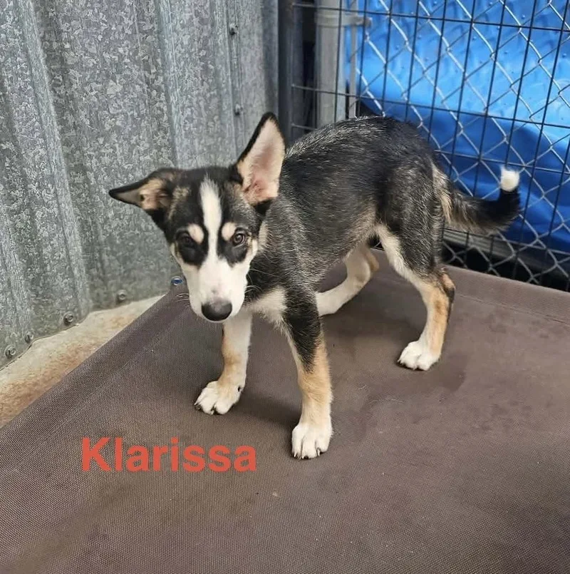 A baby large-sized female Shepherd dog named Klarissa for adoption in Fremont, NE