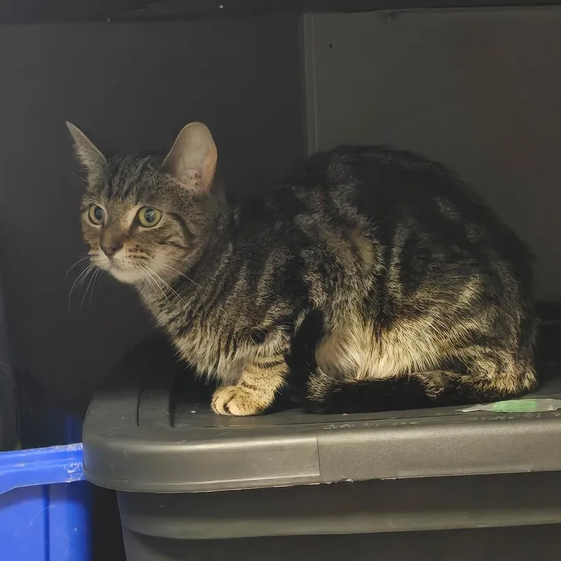 A young medium-sized female Tabby (Brown / Chocolate) Domestic Short Hair cat named Jasmine for adoption in Penfield, NY