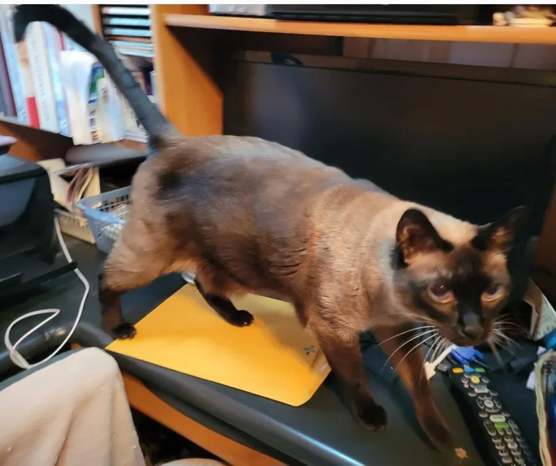 Chime Thai Siamese