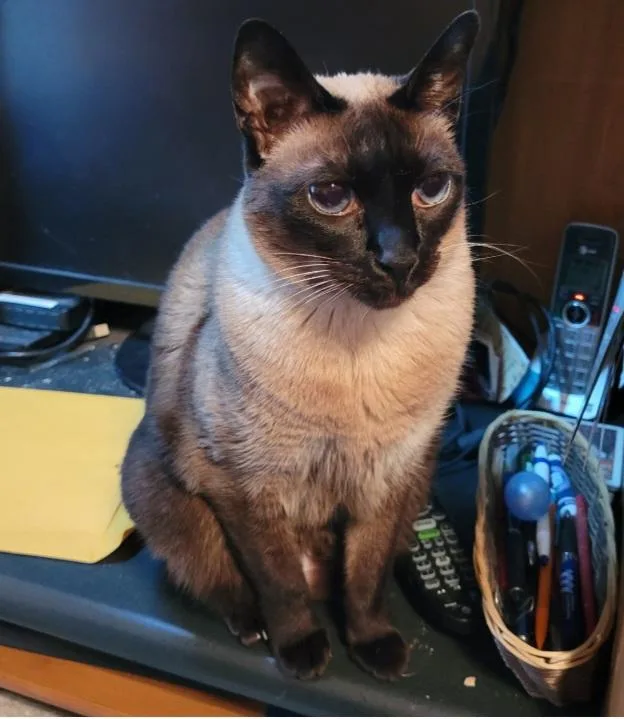 Chime Thai Siamese thumbnail 2