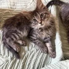 A baby small-sized male Brown / Chocolate Domestic Long Hair cat named Phil DeVille for adoption in Belleville, IL