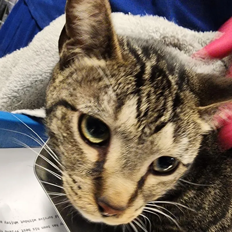 An adult medium-sized male Gray / Blue / Silver Domestic Short Hair cat named Danny Boy for adoption in Greenville, SC