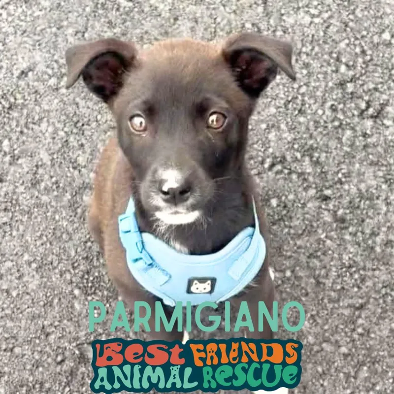 A baby small-sized male Black Border Collie dog named Parmigiano for adoption in Wasilla, AK