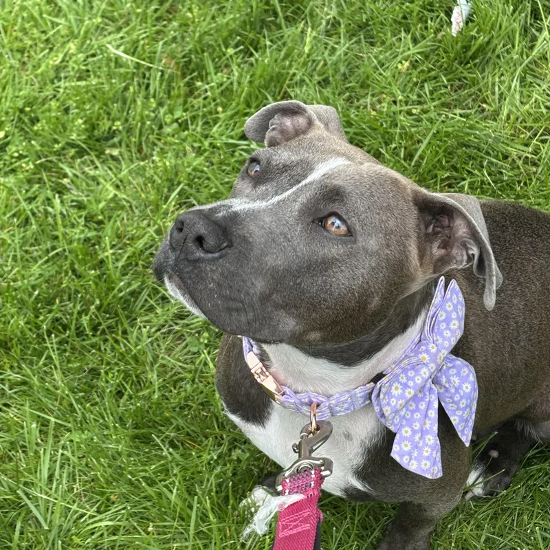 An adult medium-sized female Pit Bull Terrier dog named Cici for adoption in Carmel, NY
