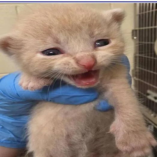 A baby small-sized male Cream / Ivory Domestic Short Hair cat named Grim for adoption in Grantsville, UT