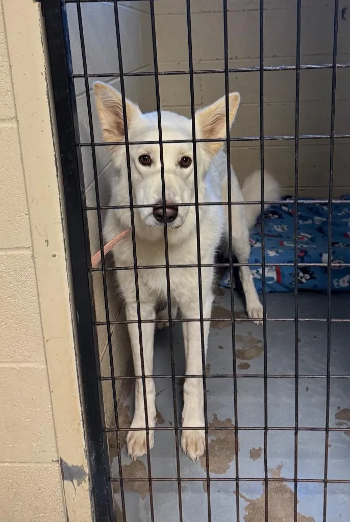 A young large-sized female German Shepherd Dog dog named Lilly for adoption in Carthage, MO