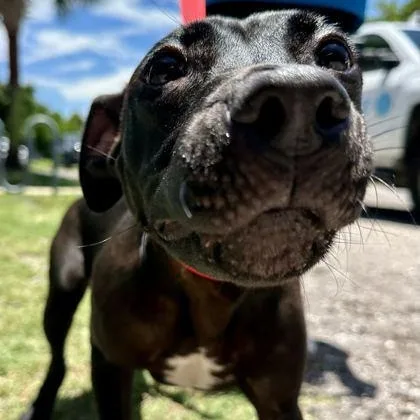 A baby medium-sized female Black Mixed Breed dog named Kacey for adoption in Fernandina Beach, FL