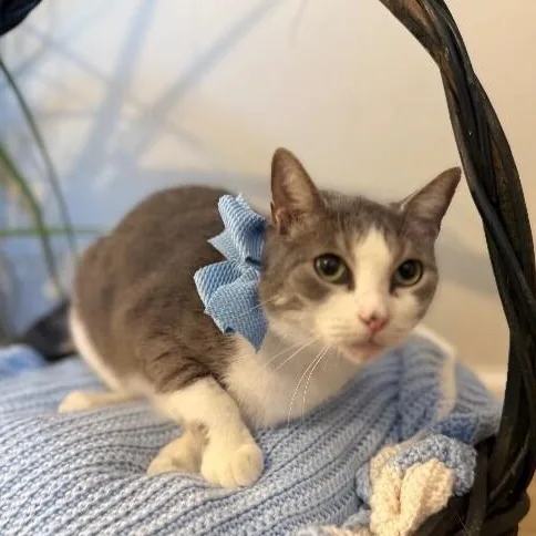 An adult medium-sized female Tabby (Gray / Blue / Silver) Tabby cat named Bean Sprout for adoption in Friendswood, TX