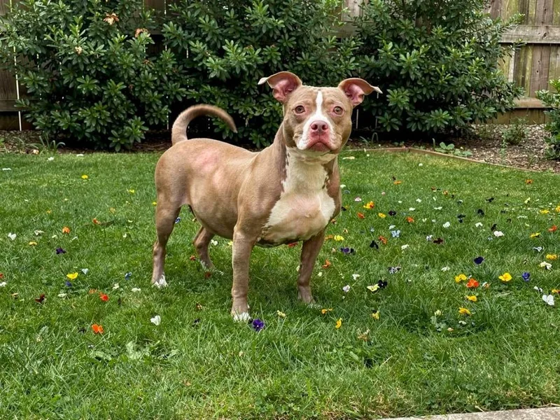 An adult large-sized female American Staffordshire Terrier dog named Carti for adoption in Sebastian, FL