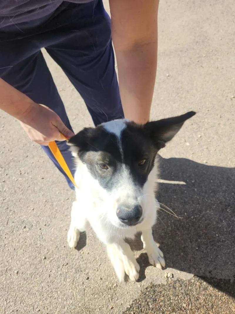 An adult medium-sized male White / Cream Husky dog named Benny for adoption in Kingman, AZ