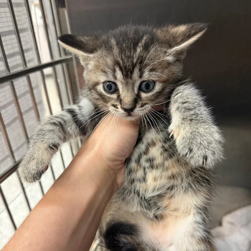 A baby small-sized female Torbie Domestic Short Hair cat named Toph for adoption in Port Charlotte, FL