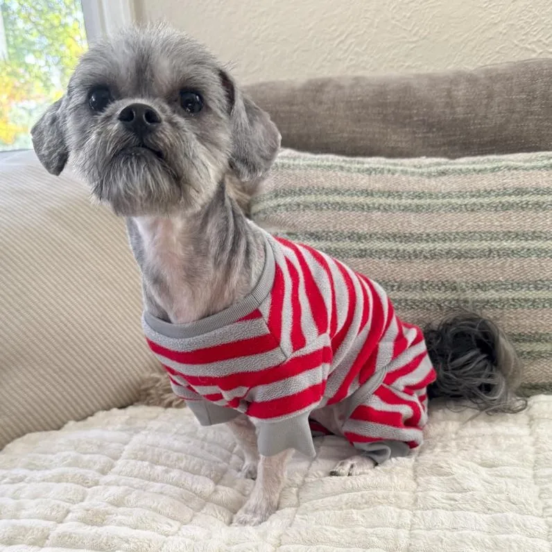 An adult small-sized female Yorkshire Terrier dog named Stormy for adoption in Toledo, OH