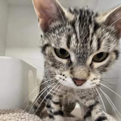 A young small-sized male Domestic Short Hair cat named Wilkes for adoption in Janesville, WI