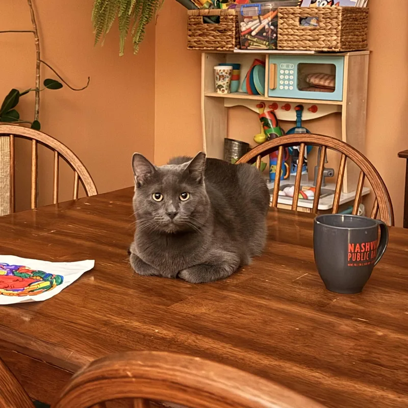 A young medium-sized male Gray / Blue / Silver Domestic Short Hair cat named Bruce Wayne for adoption in Nashville, TN