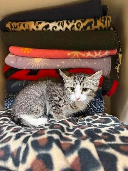 A baby small-sized female Domestic Short Hair cat named Larva for adoption in Scottsbluff, NE