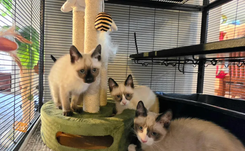 A baby small-sized male Chocolate Point Siamese cat named Java for adoption in Pendleton, OR