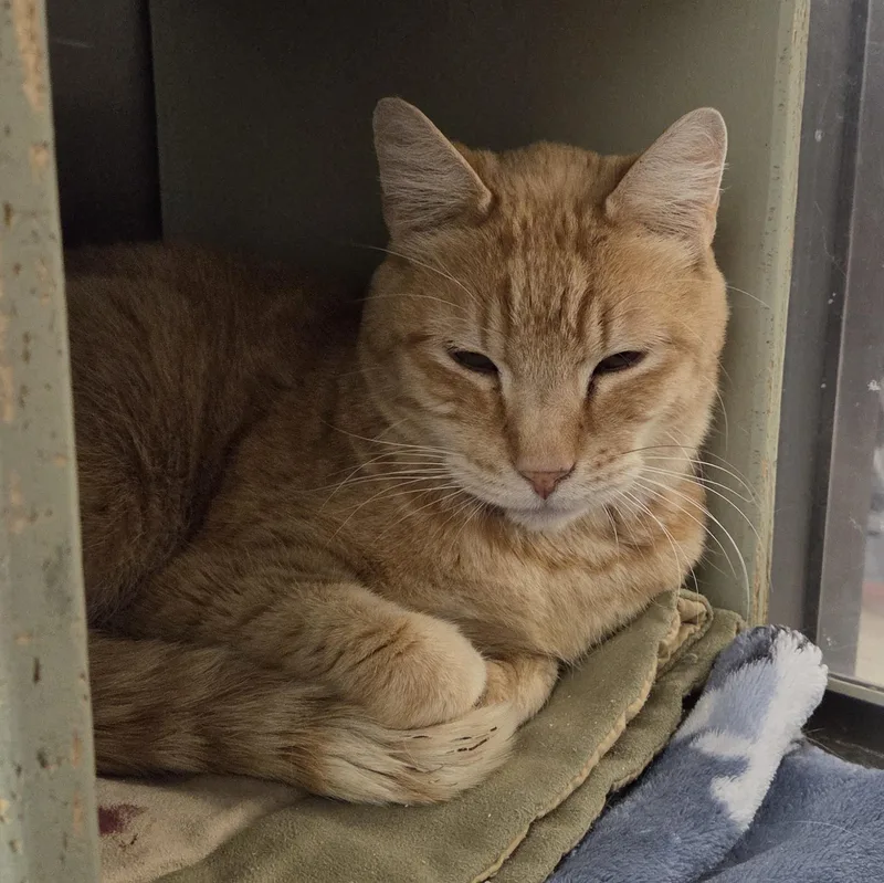 An adult medium-sized male Tabby (Orange / Red) Tabby cat named Charlie for adoption in Millville, UT