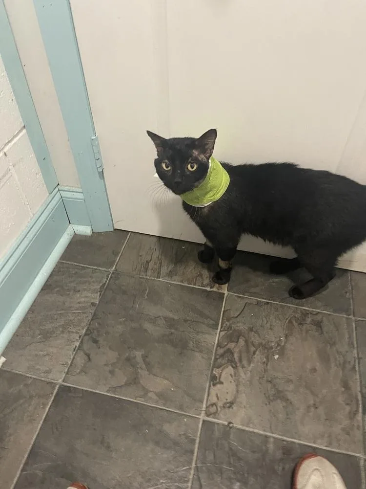 An adult medium-sized male Black Domestic Short Hair cat named Prince for adoption in Brandon, FL