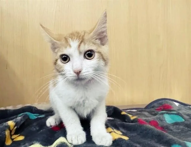 A baby small-sized female Domestic Short Hair cat named Elaine for adoption in Saint Louis, MO