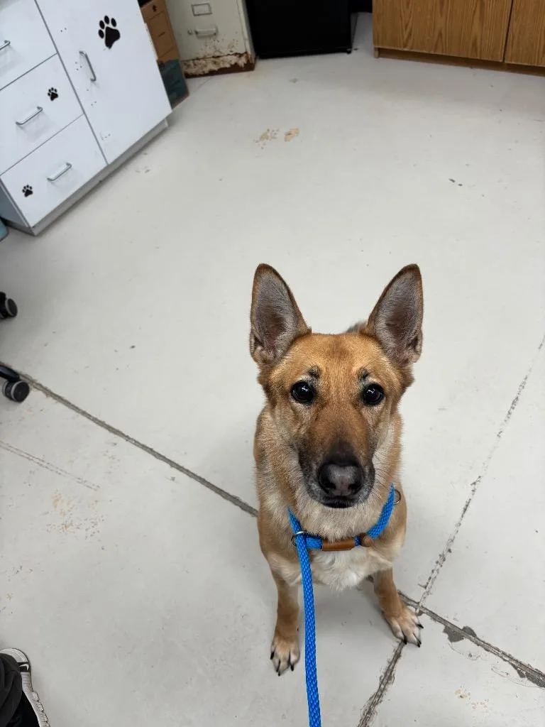 A young medium-sized female German Shepherd Dog dog named Alice for adoption in Findlay, OH