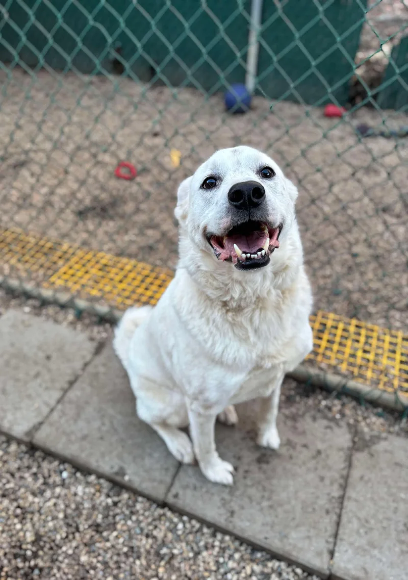 Halligan thumbnail 2