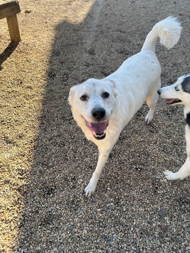 Halligan thumbnail 3