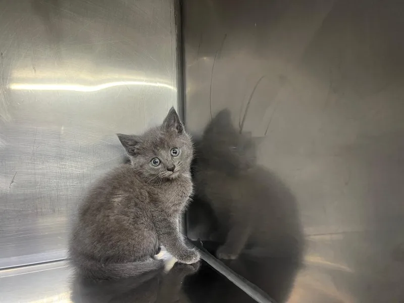 A baby small-sized female Domestic Short Hair cat named Gumdrop for adoption in Murray, KY