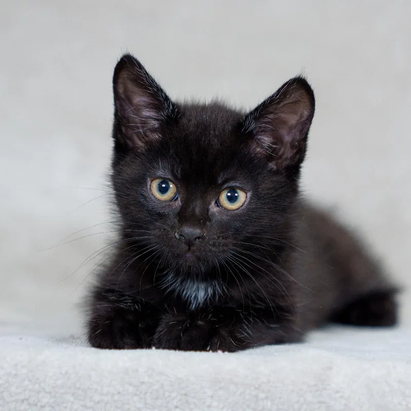 A baby small-sized male Black Domestic Short Hair cat named Rio for adoption in Sunnyvale, CA