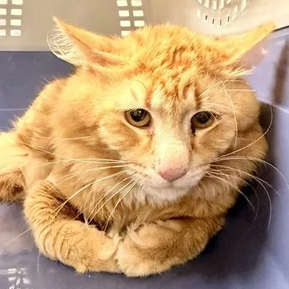 An adult medium-sized male Tabby (Orange / Red) Domestic Medium Hair cat named Honk for adoption in Athens, GA