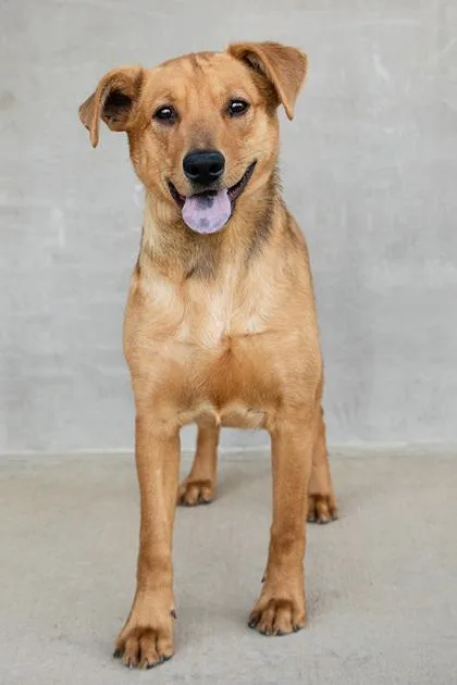 Rosemary thumbnail 2