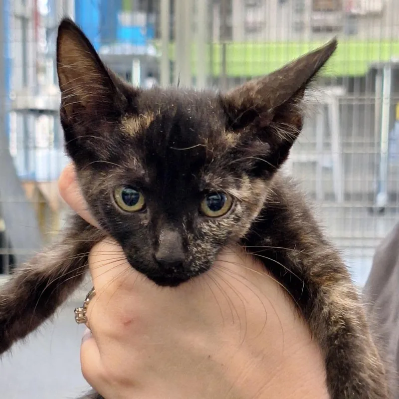 Reverie